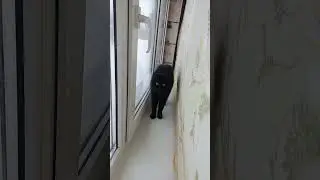 Выпусти меня погулять
