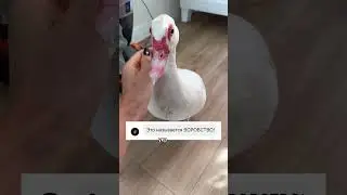НОВЫЙ ПИТОМЕЦ / надеюсь, это видео увидят миллионы людей и хозяин найдется 🦆