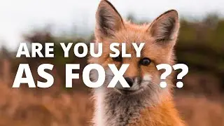 ARE YOU AS SLY AS FOX ??