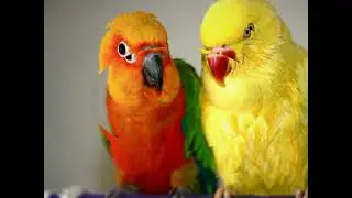 Today's cool parrots awesome bird