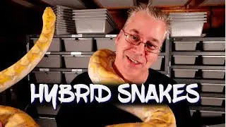 Hybrid snakes - Are they good or bad?