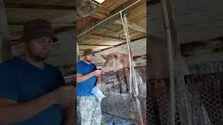 #деревня#жизнь крестьянская #свиноводство#