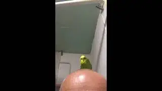 Попугай разговаривает!