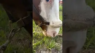 Equestrian asmr rate her skills /10 ☀️ #asmr #equestrian #honey #horse #summer #yummy #grass #equine