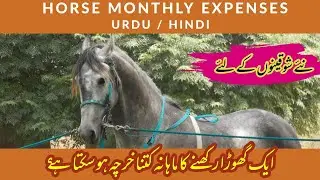 Horse Monthly Expenses | گھوڑوں کا ماہانہ خرچہ | Malik Farm Vlog | Malik Farm