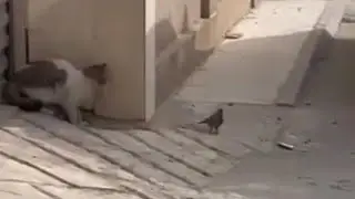 Cat Hunting Wild Pigeon From Hide