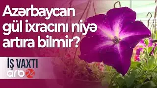 Gül kimi biznes – Azərbaycan gül ixracını niyə artıra bilmir? -  İş vaxtı