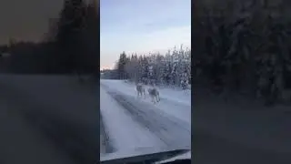 Впервые увидел Оленя Санты
