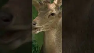 Adorable Deer Eating: A Heartwarming Display of Nature's Wonders