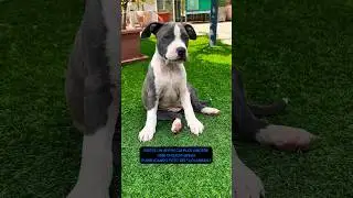 Seguitemi mi chiamo Andrea pappa 💙 #piccololevrieroitaliano #amstaff #animal #animalshort #app #dog
