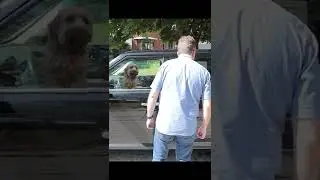 SAVE THE DOG 