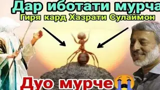ШАЙХ М С ПУРДИЛ ИН МУРЧА ХАЗРАТИ СУЛАЙМОНРО ГИРЁН КАРД