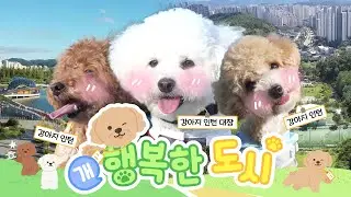 🐶강아지인턴이 미리 쳌↗ 하고 온 산책로 🐾