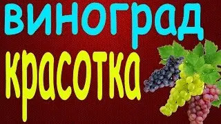 Виноград Красотка
