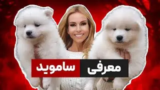 سگ سامویید: ویژگی‌ها، شخصیت و نگهداری این نژاد جذاب