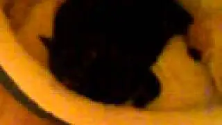 lowtax's cat: 