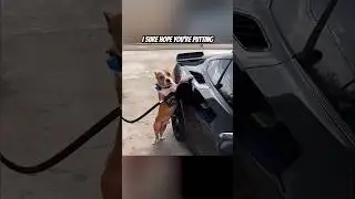 A Dog Pumping Gas - Mechanical Fails and Problems