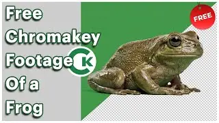 Free Frog Green Screen Footage | Chroma Key Frog Video