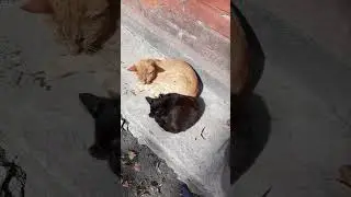 Коты черные рябые рыжие...