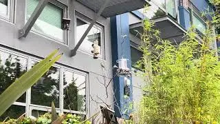 watching birds feeding