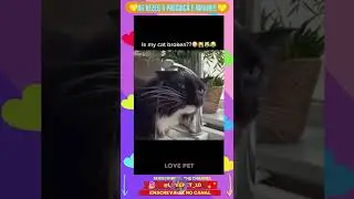 As vezes a preguiça é maior!!! 🤣 #shorts (cute cats)