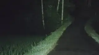 Tersesat Di hutan