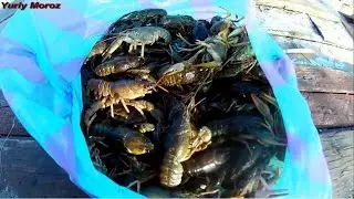 Crayfishing in April. Crayfishing with a yater. How to catch crayfish.