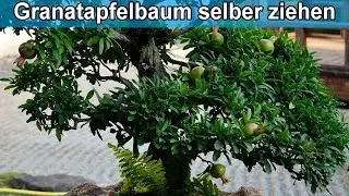 Growing a pomegranate tree from a seed – Instructions / Growing pomegranate plants yourself
