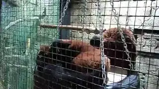 лемуры вари