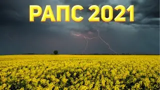 КАМЫШОВЫЕ УЛЬИ НА РАПСЕ 2021