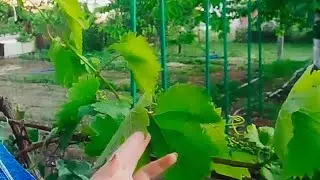 Срочно обработайте виноград и томаты от болезней. Грибковые заболевания после дождя.