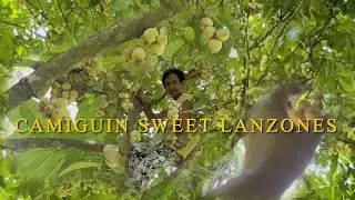 CAMIGUIN SWEET LANZONES 2023