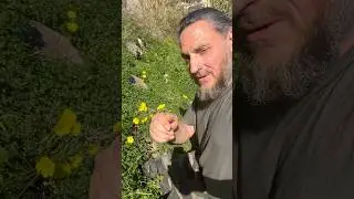 Diese Wildpflanze ist eine Vitamin C Bombe #survival
