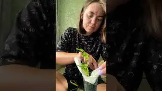 Сегодня отправка растений, пакую посылку. #посылка#растения