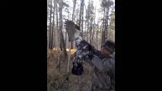 глухарь красавчик ( охота на глухаря )
