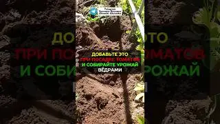 Всего одна ложка и собираю 50 кг томатов с куста 