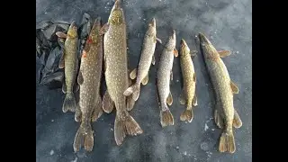 Pike on flags in winter! Fishing for the soul!!!