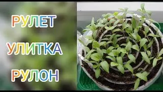 Экономим площадь для выращивания рассады