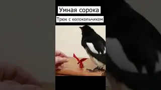 сорока и колокольчик 