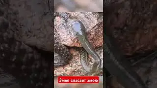 змея спасает другую змею от рыбы