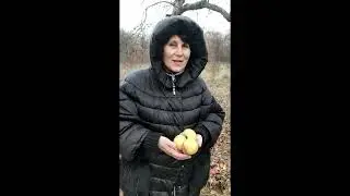 🍏Собираем яблоки зимой