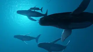 Ballenas = Paz 