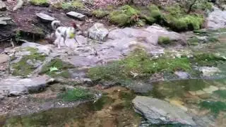 White Rock Falls stream at Blue Ridge Mountains