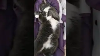 Спят усталые кошуньки)