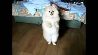 •✓Шпиц танцует ✓•