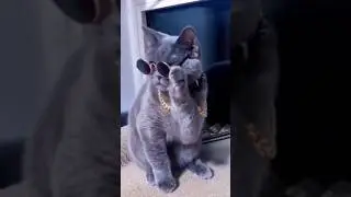 пиҫ-пиҫ-пиҫ - пиҫука