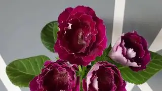 Глоксинія АК-Анже