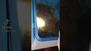 lương bột 2000 c kg