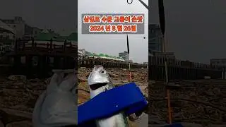 삼길포 수문 고등어 손맛~#삼길포항 #고등어낚시#삼길포낚시