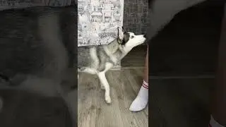 Наша умная хаски Герда 